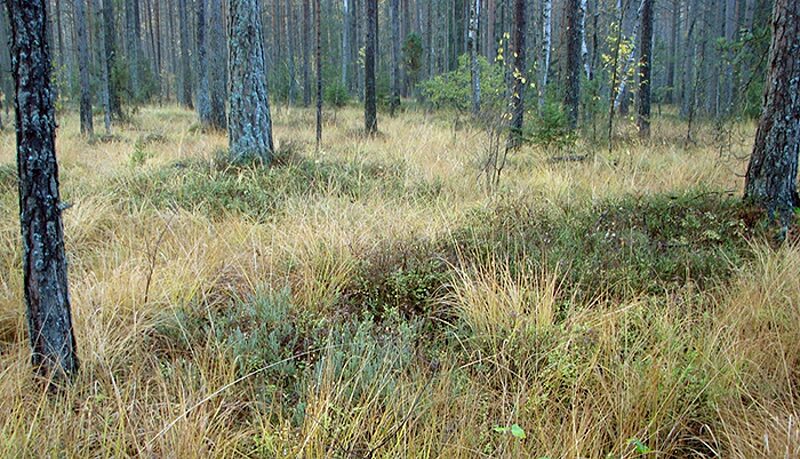 Aicina uz dabas lieguma “Sakas grīņi” dabas aizsardzības plāna izstrādes uzsākšanas sanāksmi