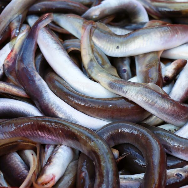 NĒĢU DIENA PĀVILOSTĀ 2025