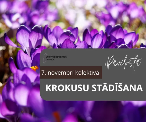 KROKUSU STĀDĪŠANA